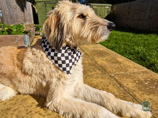 Black & White Checkered | Elastic Dog Bandana