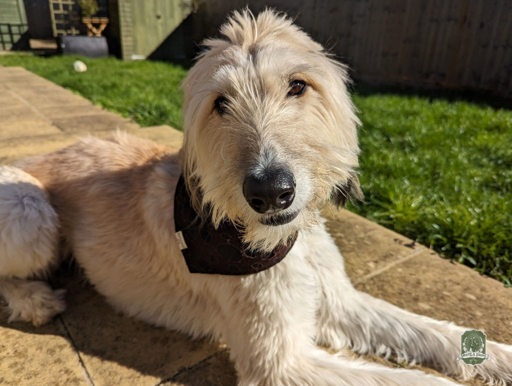 Ragged Brown Matching Set | Elastic Dog Bandana + Bow Tie + Poo Bag Holder | Dog Essentials Bundle
