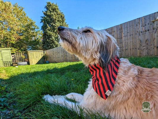Black & Red Stripes | Elastic Dog Bandana