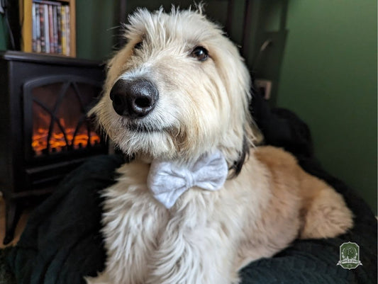Snow White Velvet | Pet Bow Tie