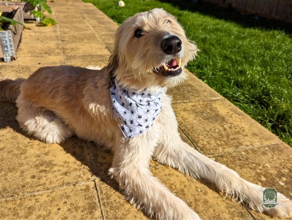Spiders | Elastic Dog Bandana