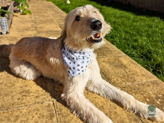Spiders | Elastic Dog Bandana