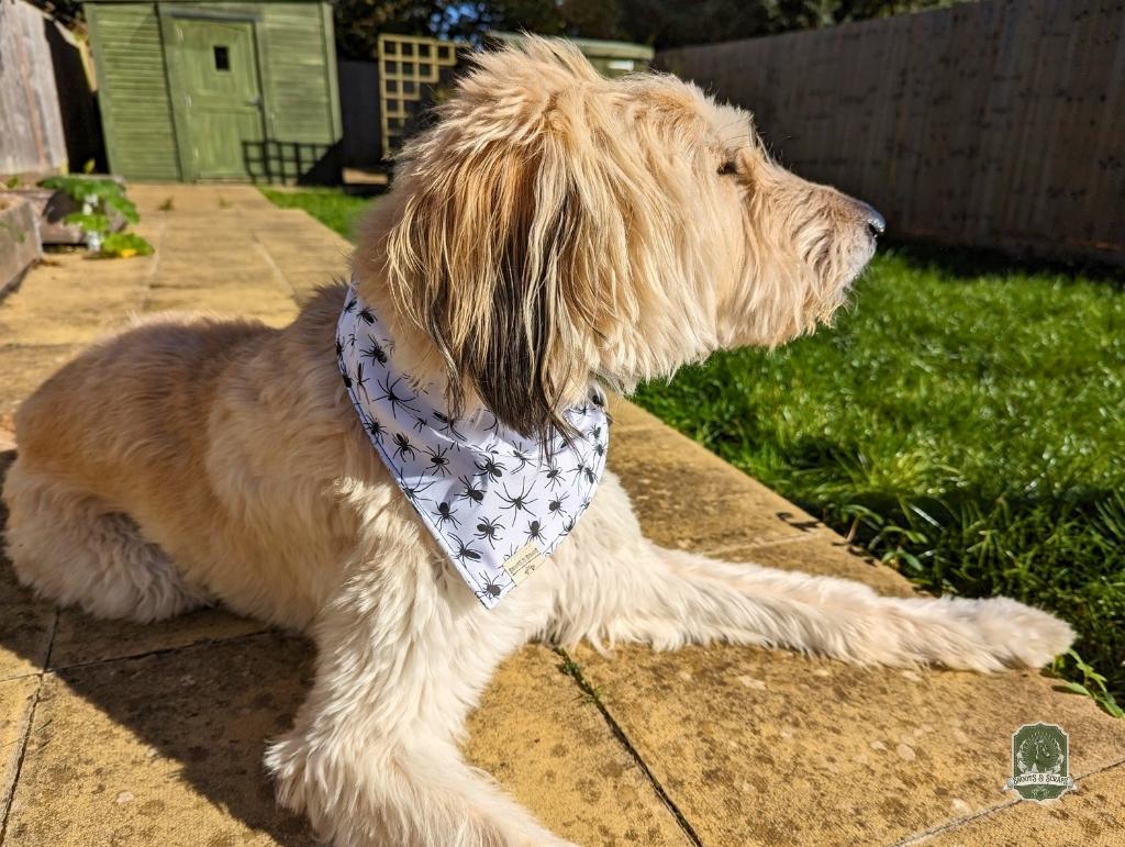 Spiders Matching Set | Elastic Dog Bandana + Bow Tie + Poo Bag Holder | Dog Essentials Bundle