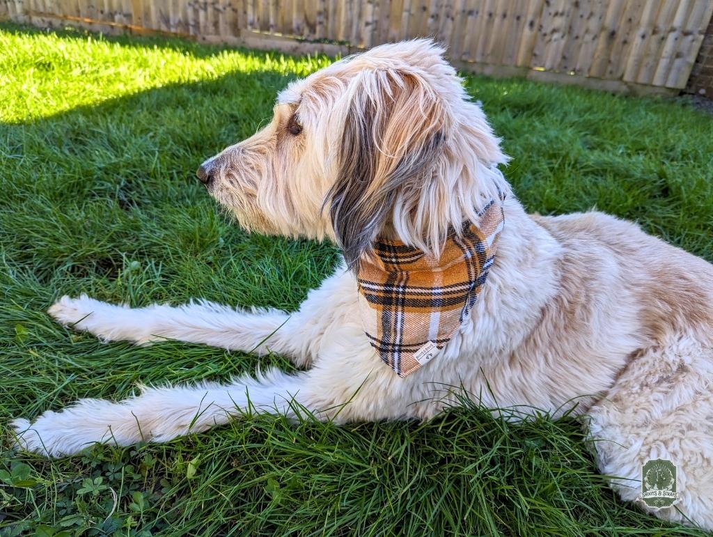 yellow stretch bandana modelled on long haired blonde lurcher shot in profile