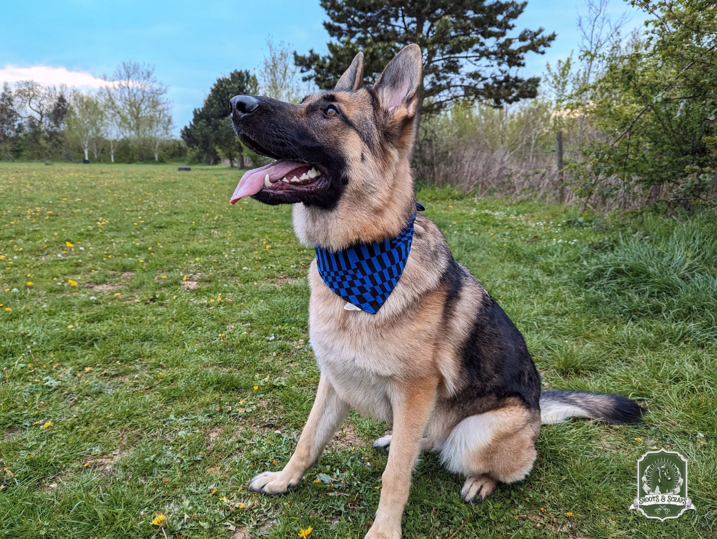 black and blue bandana black and tan german shepherd