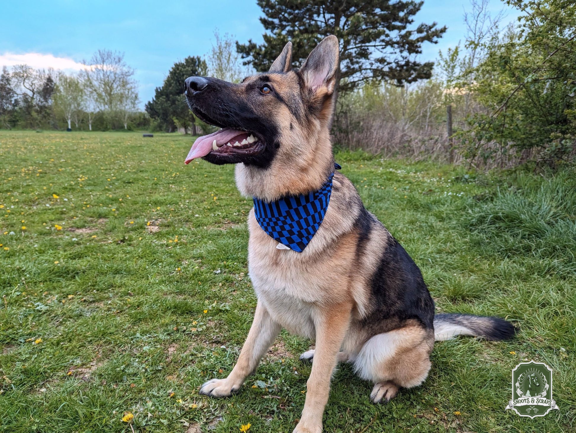 black and blue bandana black and tan german shepherd