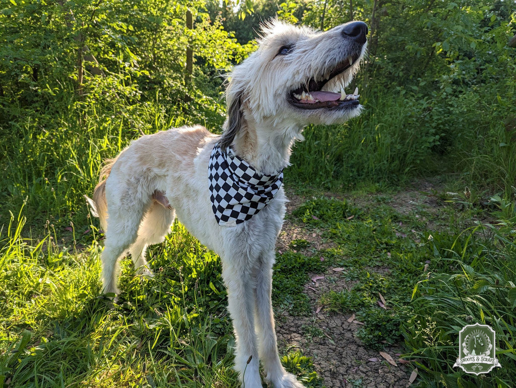 deadstock bandana on white long haired lurcher