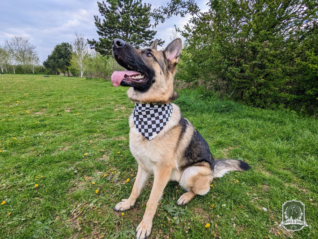 deadstock checkered bandana on a black and tan german shepherd