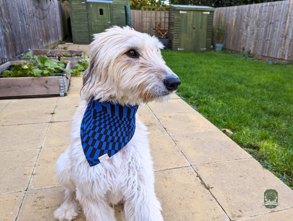 Blue & Black Funky Checkered | Elastic Dog Bandana