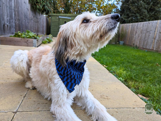 Blue & Black Funky Checkered | Elastic Dog Bandana