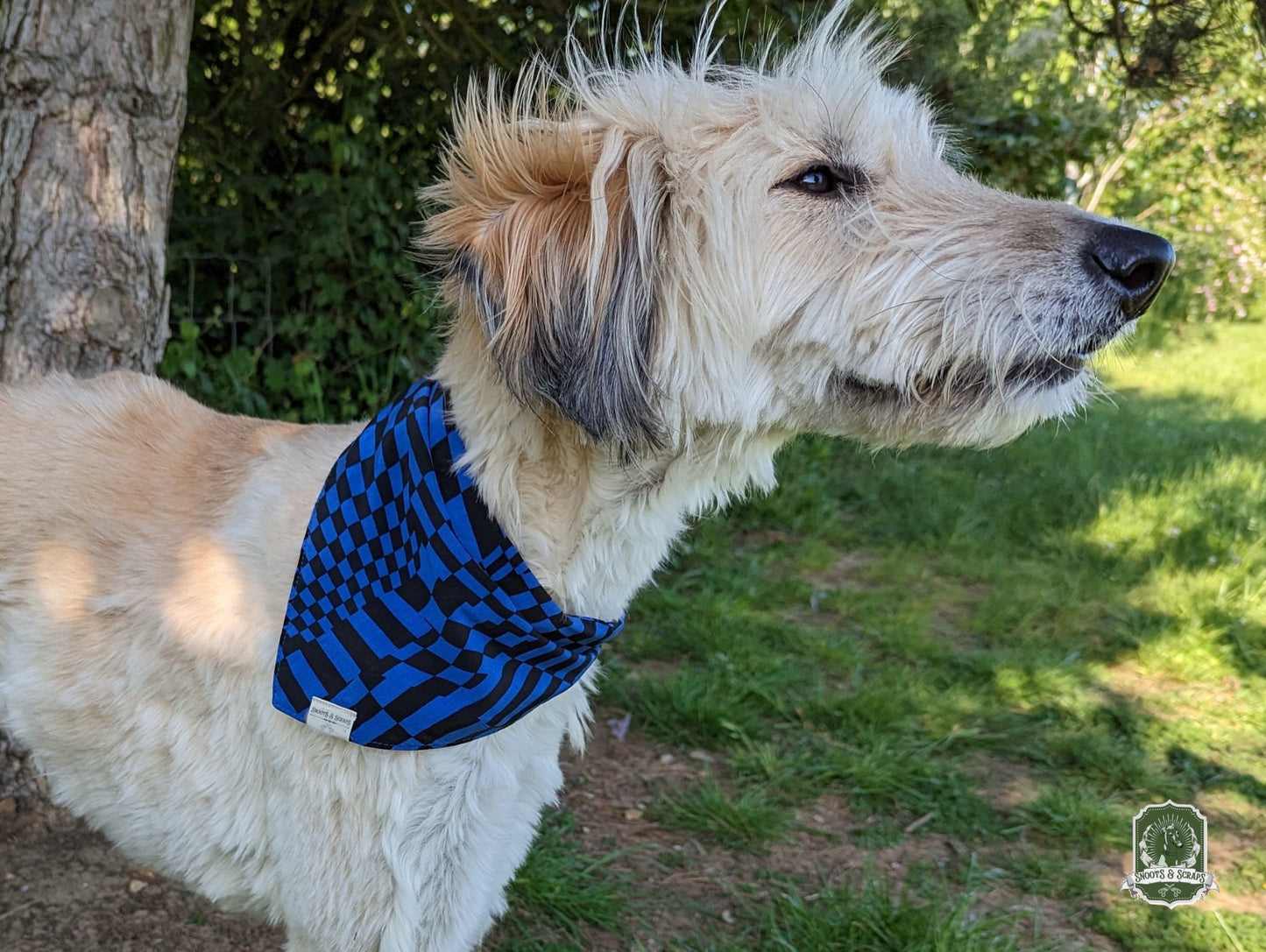 Black And Blue Bandana On White Long Haired Lurcher