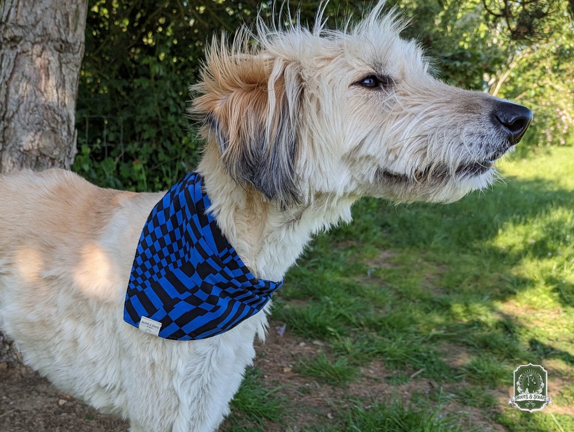 Black And Blue Bandana On White Long Haired Lurcher