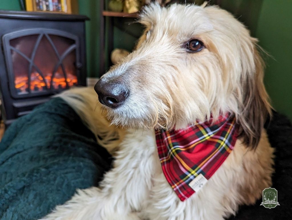 Red Tartan Check Bundle | Elastic Dog Bandana + Bow Tie + Free Hair Scrunchie