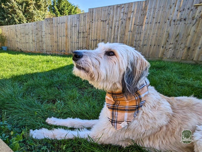 Yellow Tartan Check | Elastic Dog Bandana